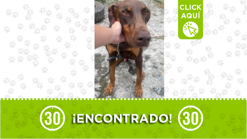 Perrito encontrado en la autopista Medellín - Bogotá