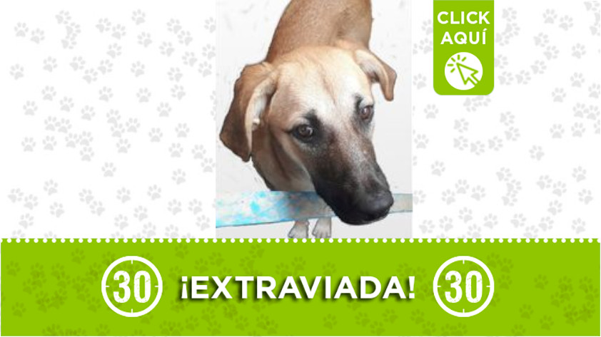 «Canela» se perdió en Castilla