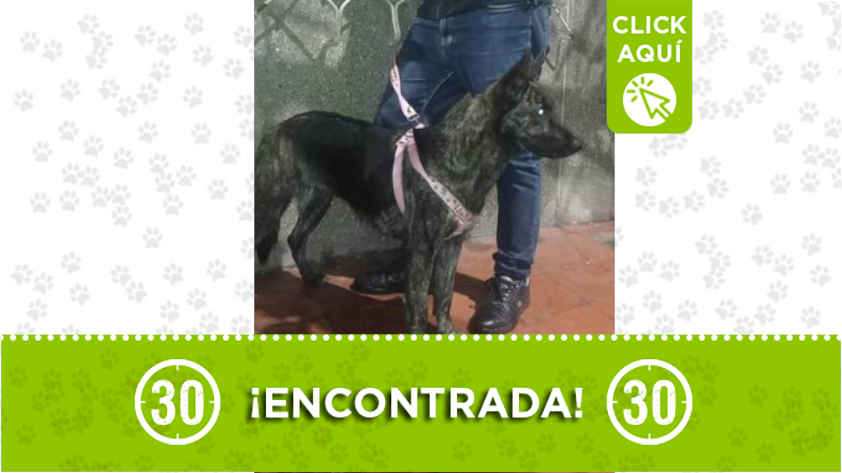 Encontraron esta linda perrita en Campo Valdés