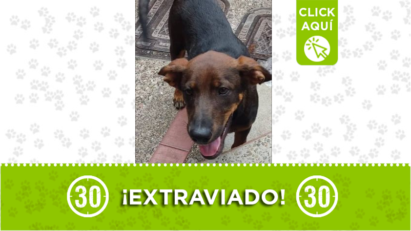 "Jack" se perdió en Niquía