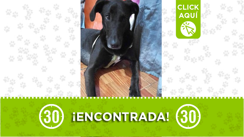 esta-bella-perrita-fue-encontrada-en-la-estacion-andalucia