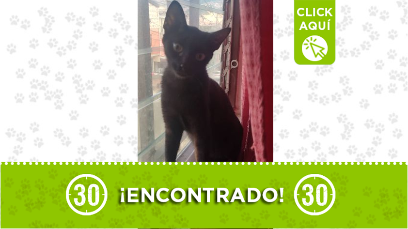 Encontraron este gatito por el Consumo de Pedregal