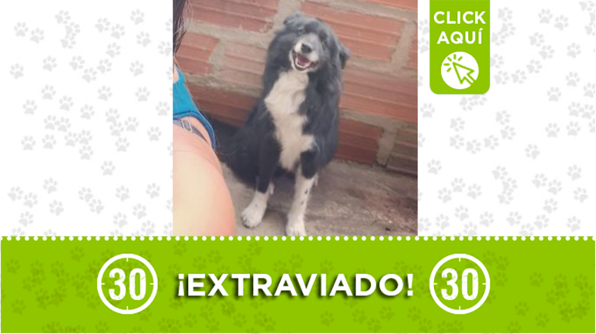 "Beiby" se perdió en La Estrella