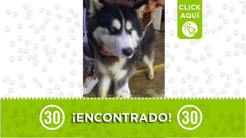 Este lindo perrito fue encontrado en Bello