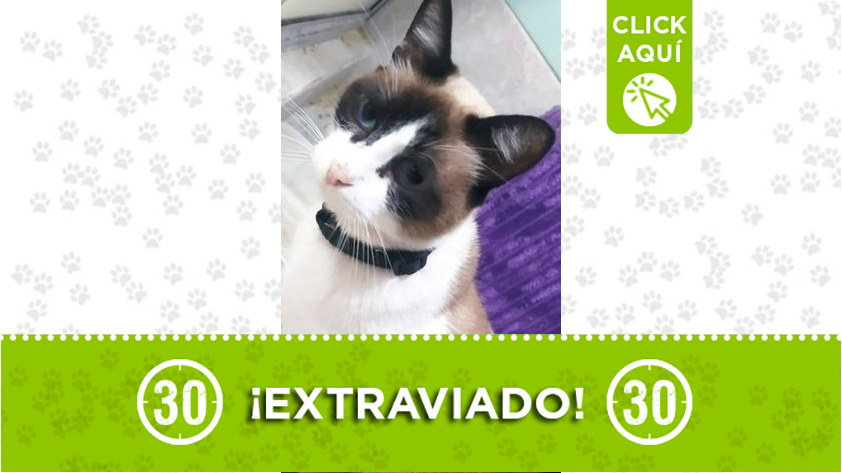 "Rocky" se perdió en San Javier