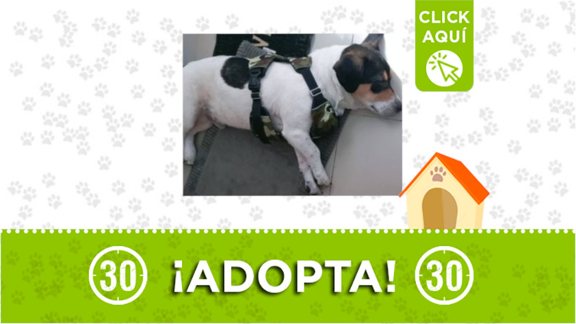 “Toby” está buscando un nuevo hogar