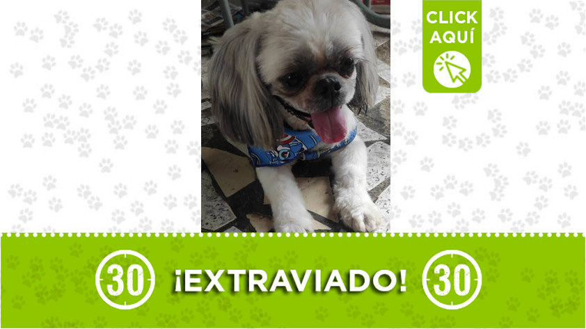 «Bruno» se perdió por Miranda