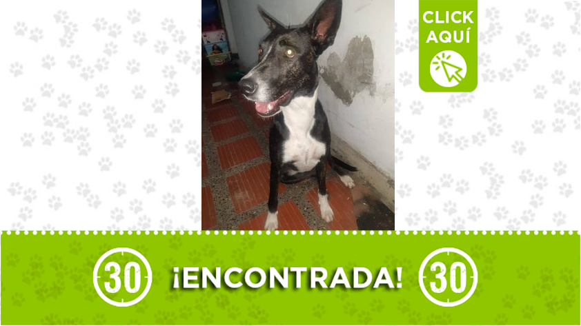 Perrita encontrada en Boston