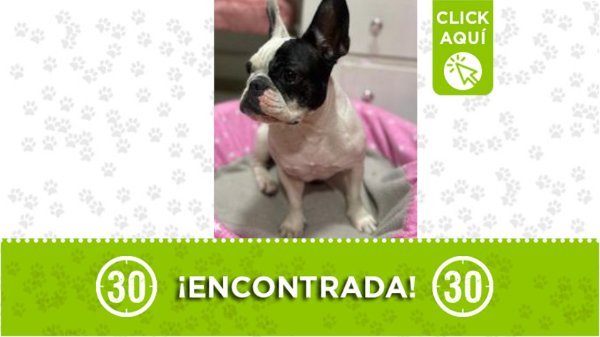 Perrita fue encontrada cerca al Parque San Antonio