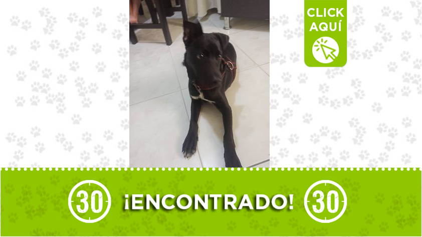 Perrito encontrado en Robledo el Diamante