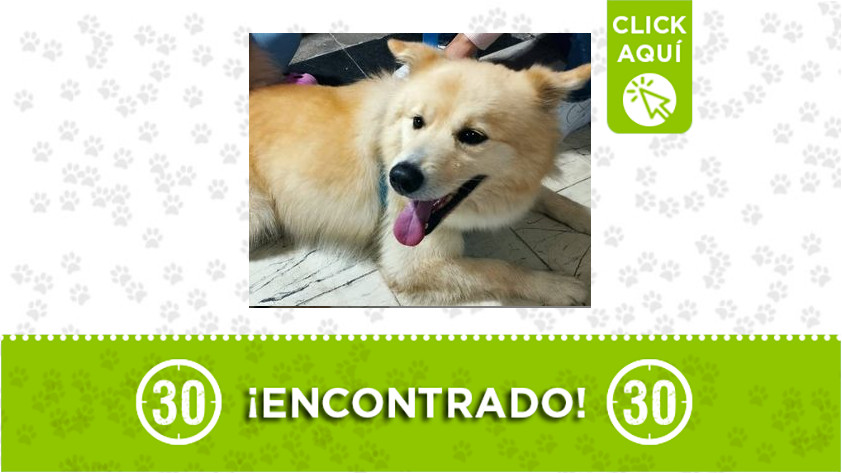 Este perrito fue encontrado en el barrio Juan XXIII