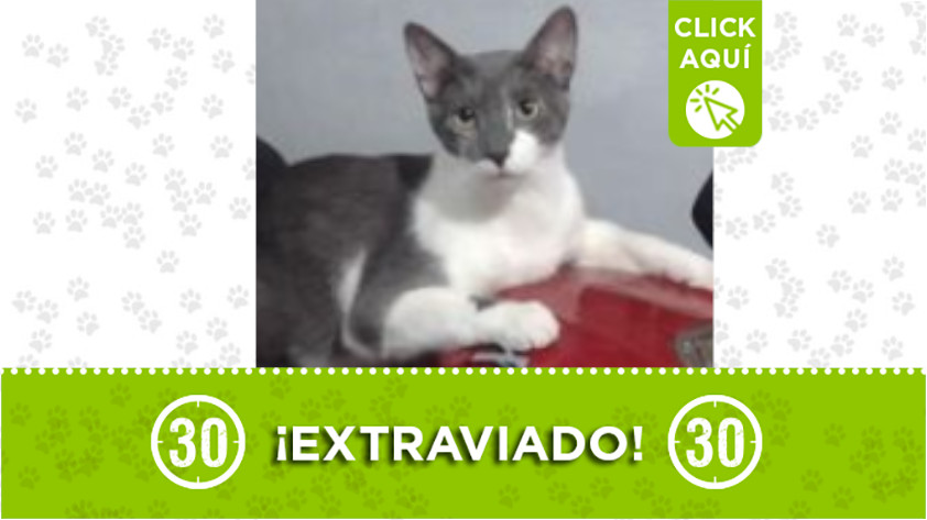 ‘Cosmo’ se extravió en Robledo Miramar