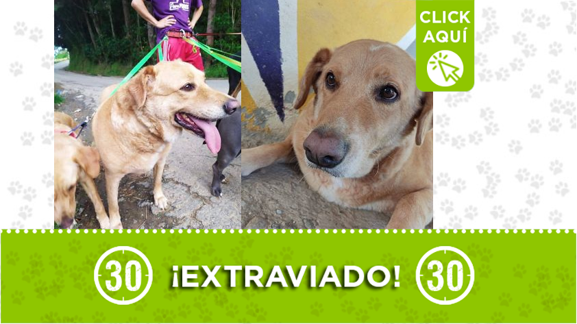 "Nacho" se perdió en Rio Negro