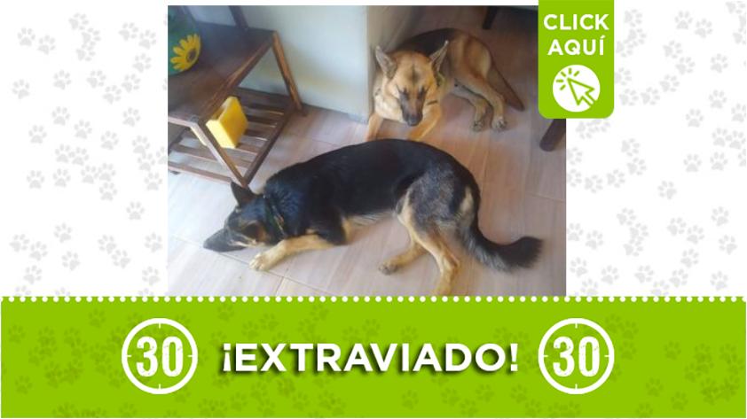 Estos dos perritos se perdieron en Amagá