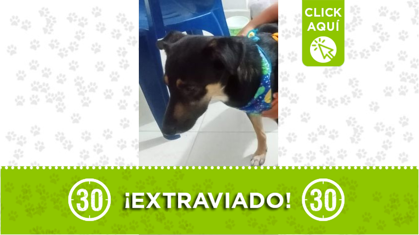 "Coco" se perdió en Robledo La Campiña