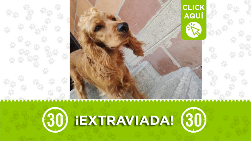 "Kira" se perdió en Bello