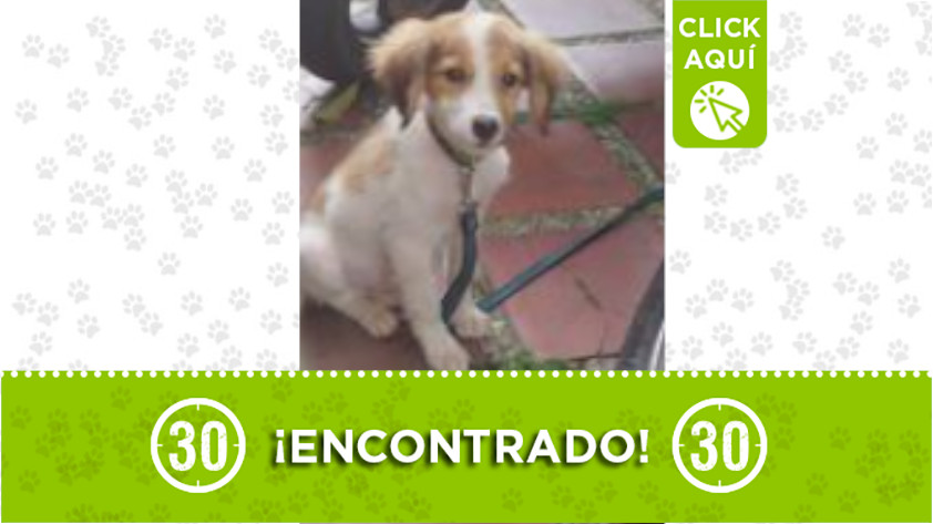 Encontraron este perrito en Prado Centro