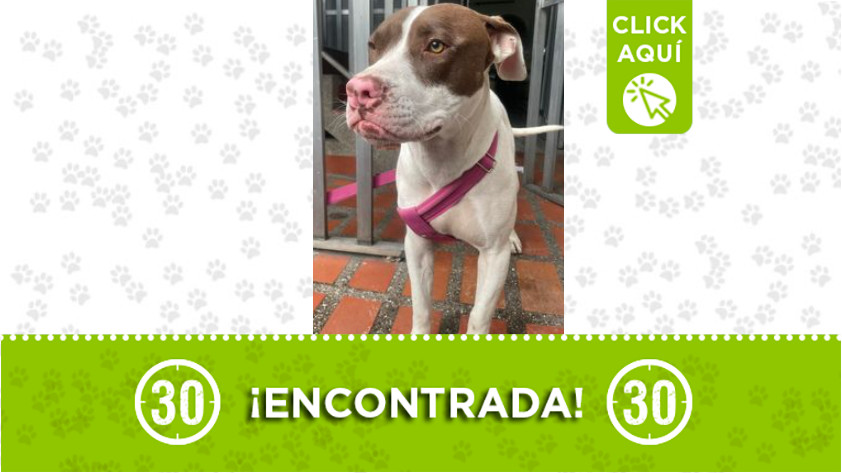 Esta perrita la encontraron en Santa Mónica