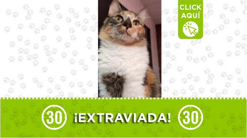 "Alana" se extravió por el barrio El Trapiche