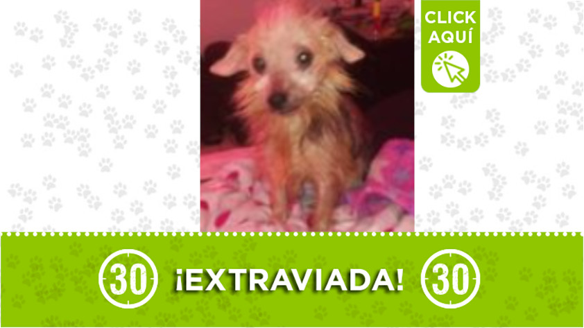 ‘Borita’ se extravió por Santo Domingo Savio