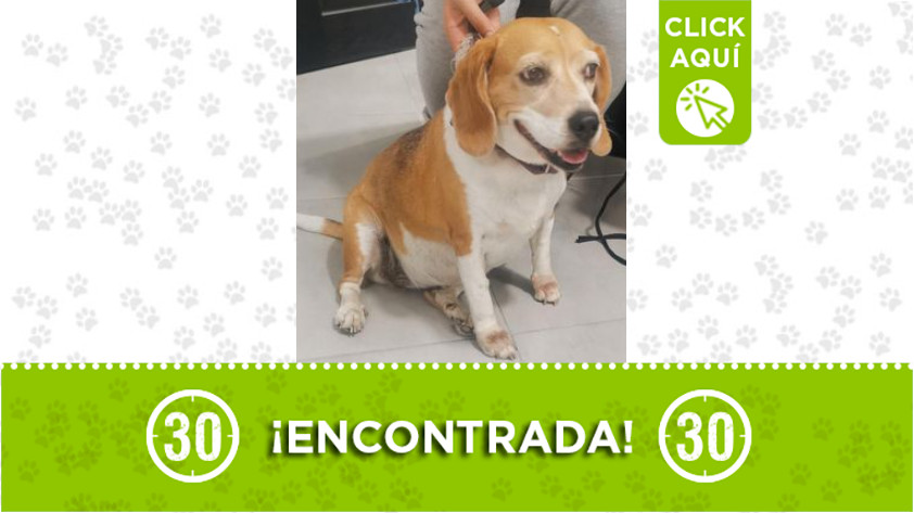Perrita encontrada por el batallón de Buenos Aires