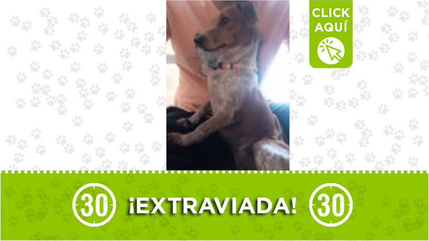 ‘Lupe’ se extravió en el barrio Trapiche de Bello