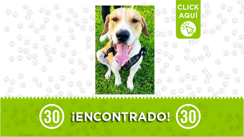 Perrito encontrado en Boston