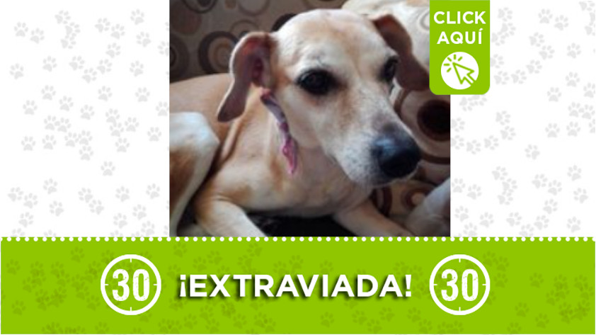‘Zacha’ se extravió en La Gloria - Itagüí
