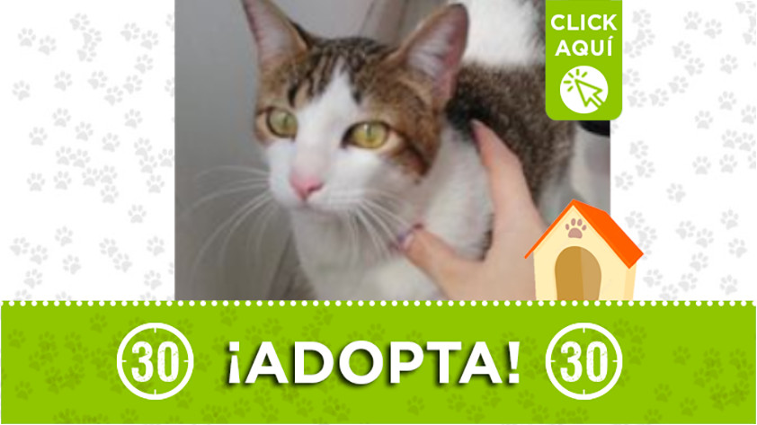 Adopta y llena de amor este lindo gatito