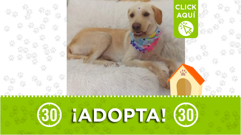Adopta y llena de amor a esta linda perrita