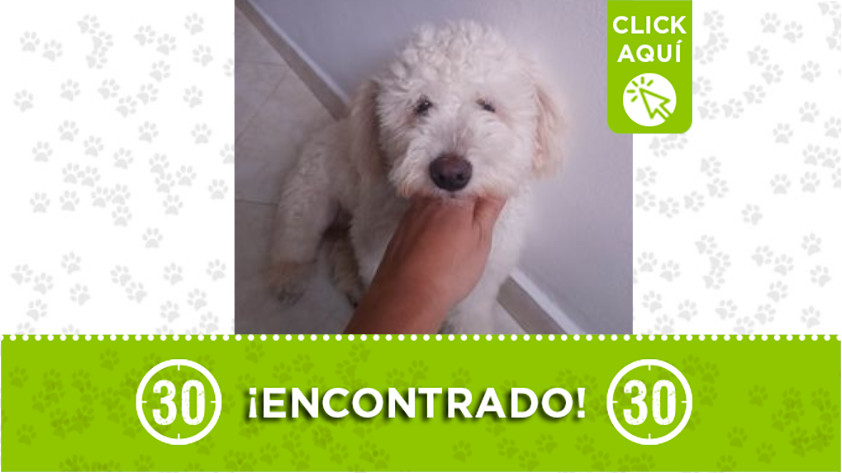 Perrito encontrado en el barrio Ferrara, Itagüi