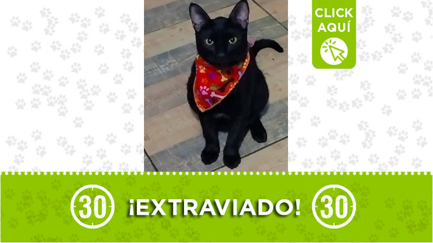 GATITO LLAMADO DIO