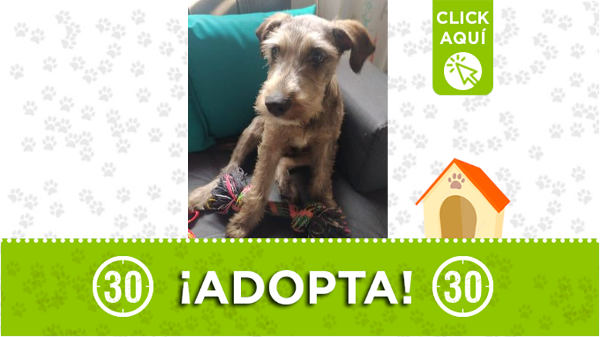 Adopta y llena de amor este lindo perrito
