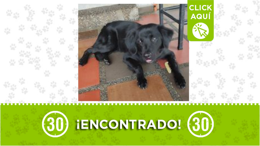 Perrito fue encontrado en Cristo Rey