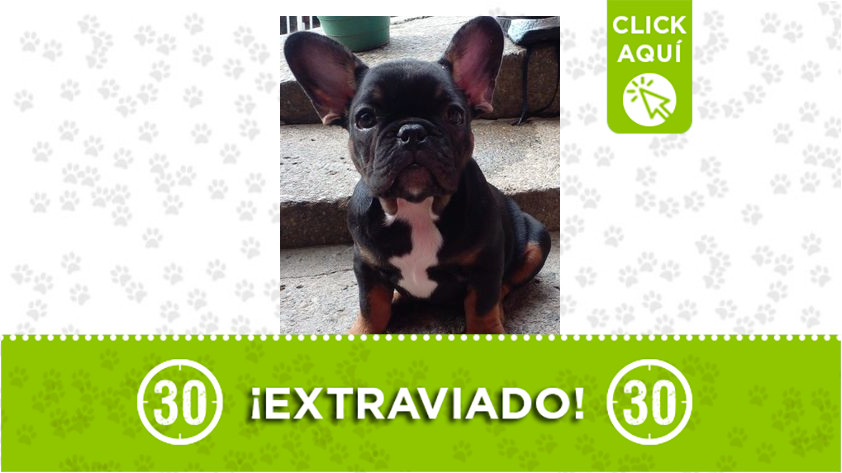 "Milo" se perdió en Bello