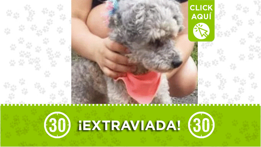 Lulú» se extravió en el barrio San Cristóbal