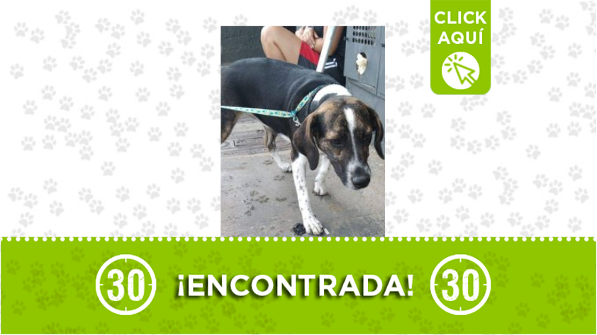 Encontraron esta perrita en Manrrique