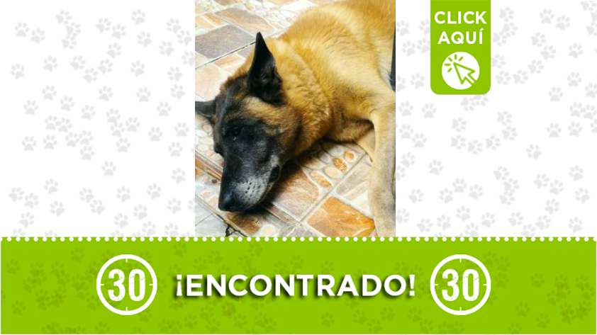 Encontraron este perrito en Buenos Aires