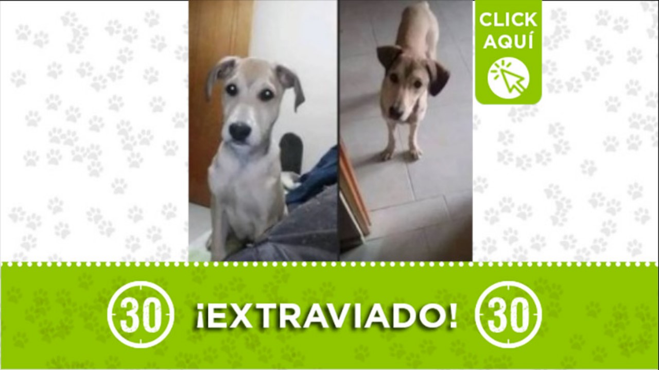 eros perro perdido 022