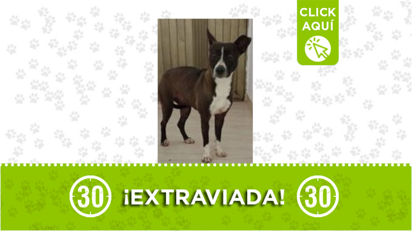 extraviado 2