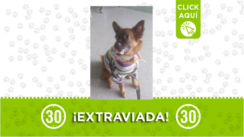 Dana se perdió en Boston