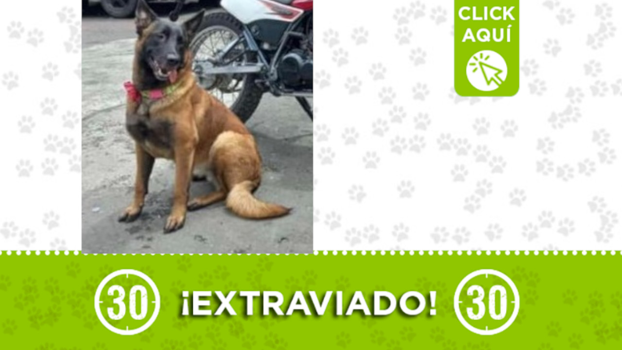 Buscan a Fénix, se extravió en Manrique ¿Lo ha visto?
