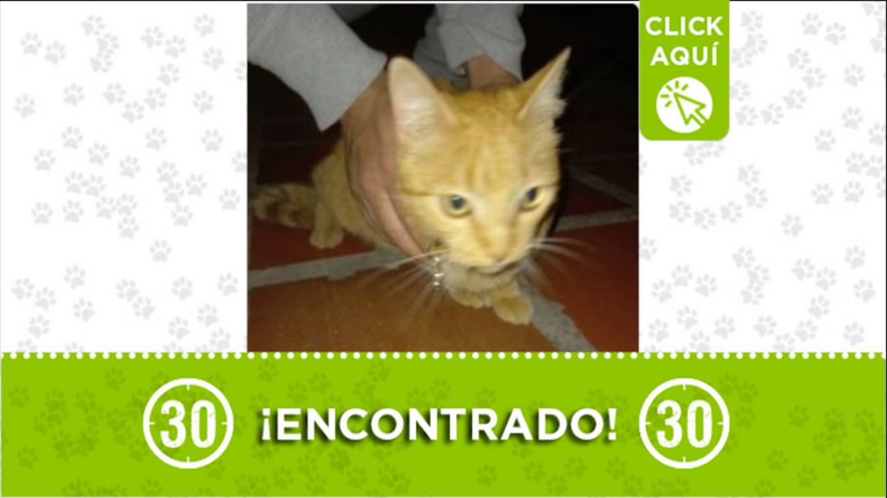 gatico encontrado belen san bernardo