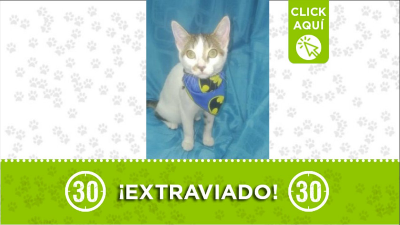 gato apolo