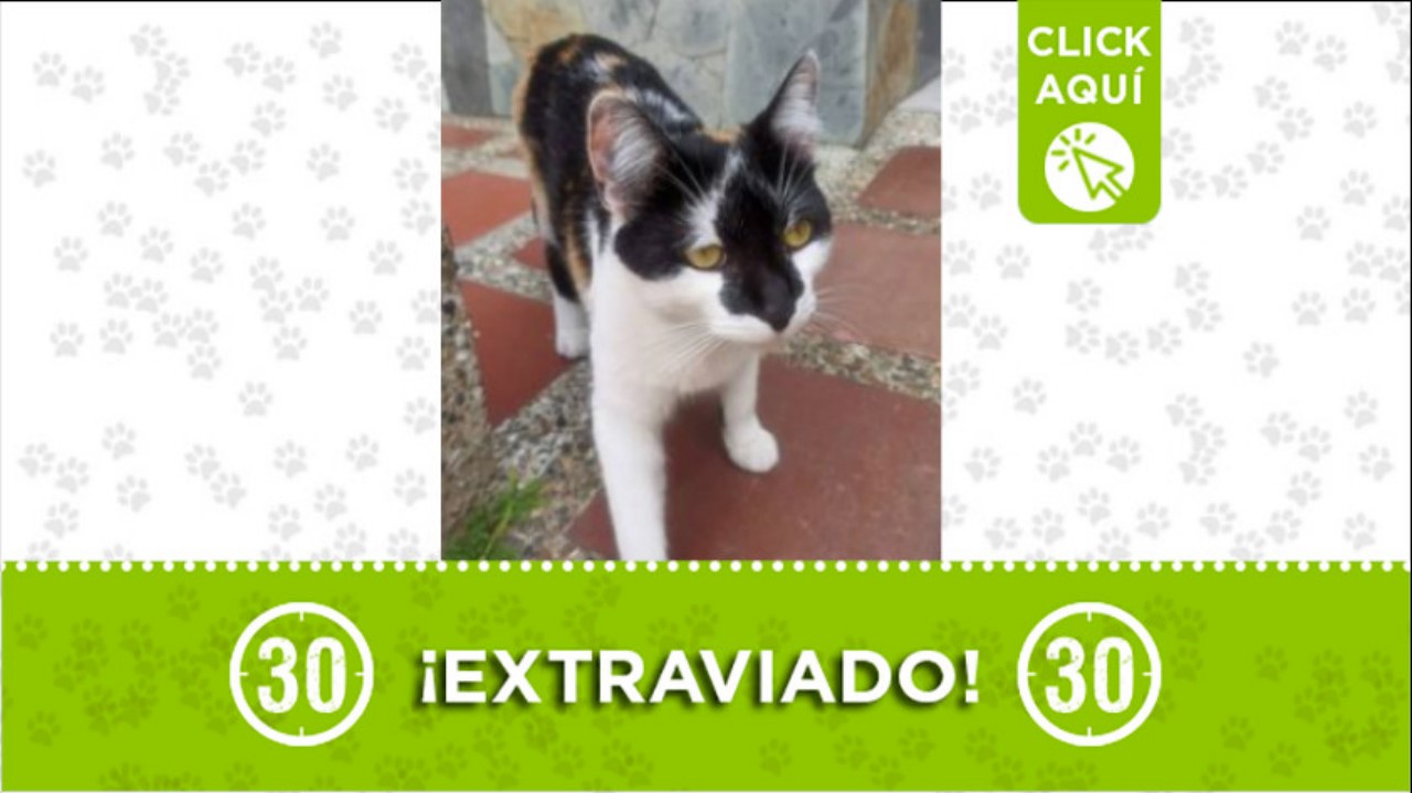 mae gato perdido san javer