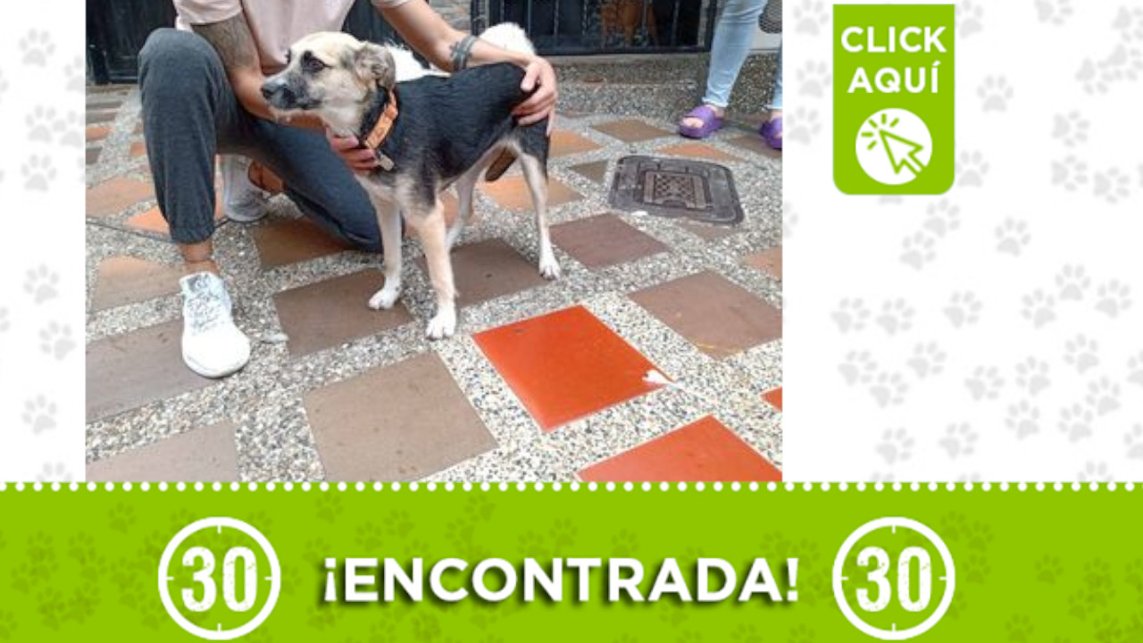 Encontraron esta hermosa perrita en Bello ¿es suya?