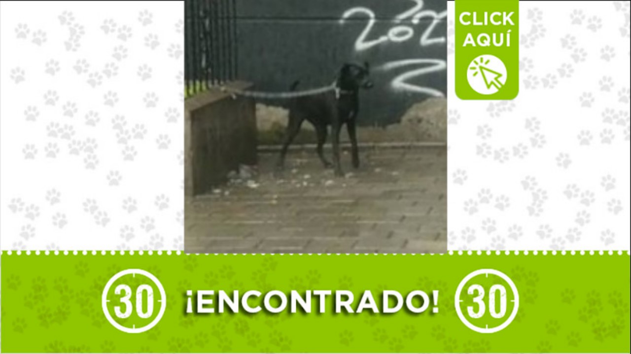 perrito encontrado bello