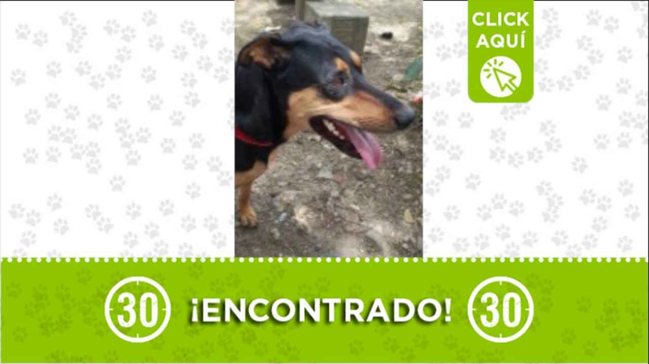perrito encontrado medellin tranvia oriente