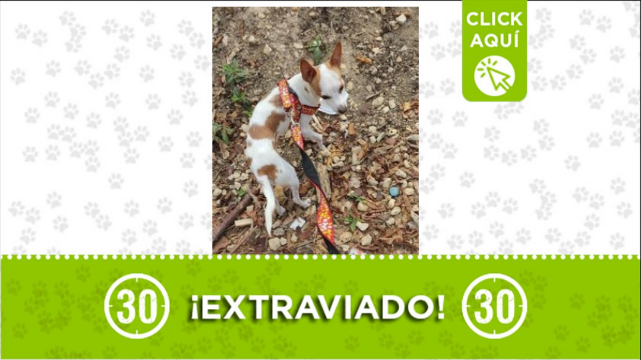 perrito perdido barrio itagui 2022