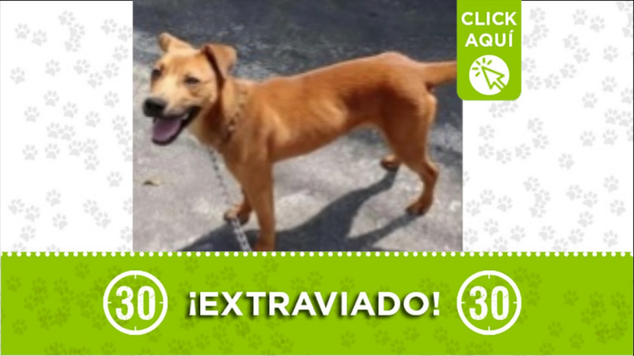 perrito perdido envigado barrio mesa